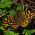 Borboleta (Butterfly) (pararge aegeria)